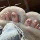 Flash Toe Nail Polish No-Bake New Ins Style Long-Lasting Non-Fading Non-Toxic Popular Whitening Finger Nail Polish