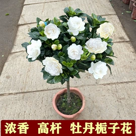 盆栽;种子;园林果树