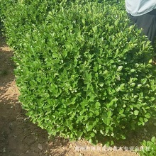 �lì��ͥԺ�ͺ���ľ�ļ����๤�̾G����ľ�ʻh��ֲ���lì������