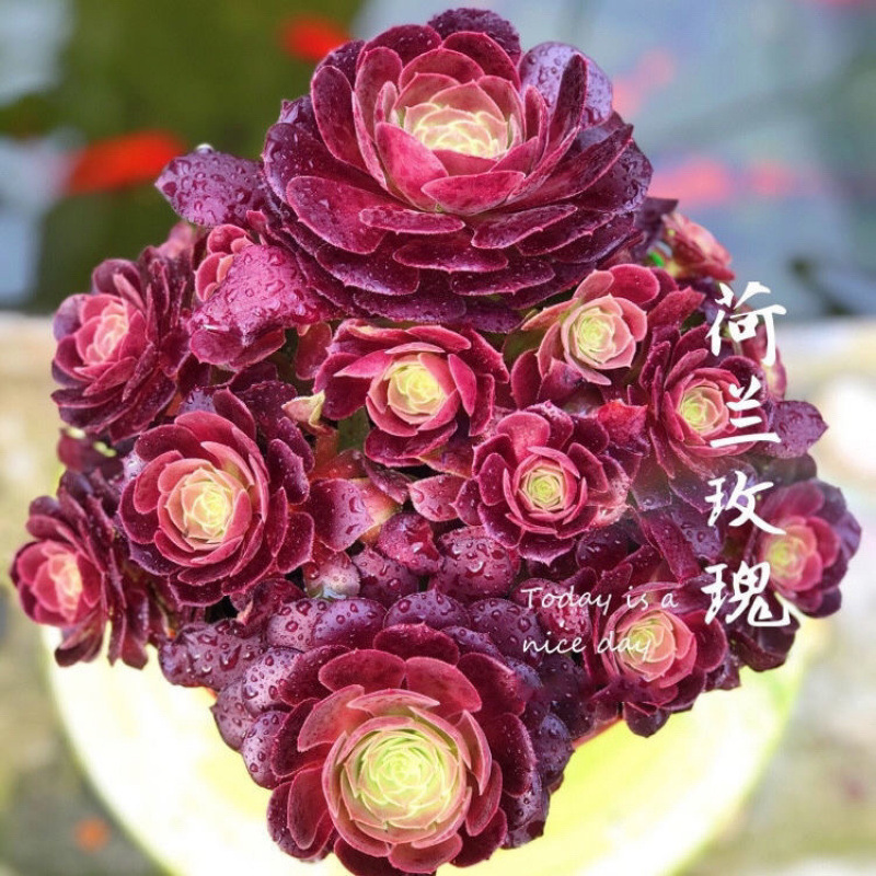 둥근잎 더치로즈 8등신 15cm