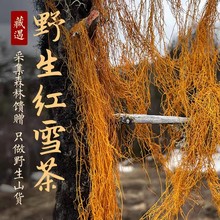 【真野山】红雪茶西藏高原野生鹿心血茶特产散装食用金丝刷血红茶