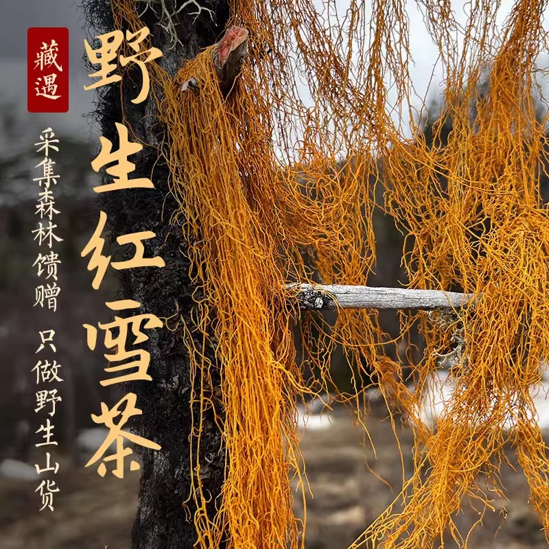 【真野山】红雪茶西藏高原野生鹿心血茶特产散装食用金丝刷血红茶