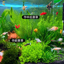 �o�����ձ�������ˮ��ֲ�����B�~���쾰���ǰ�к󾰃�ˮ���~��ƺ