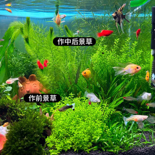 �o�����ձ�������ˮ��ֲ�����B�~���쾰���ǰ�к󾰃�ˮ���~��ƺ