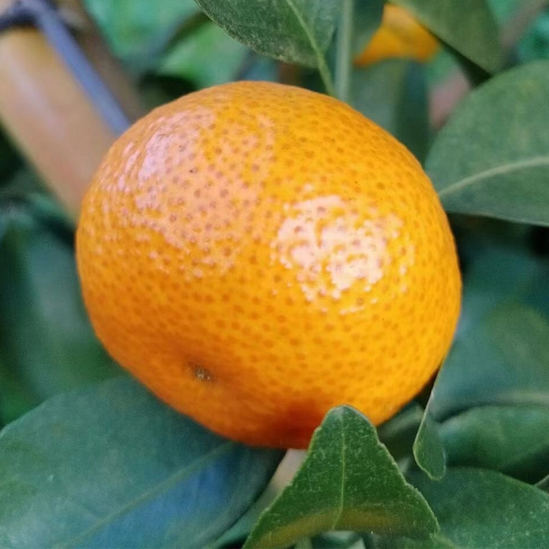 广西砂糖橘种植基地 大量上市 果品大小均匀 甜度好|ms