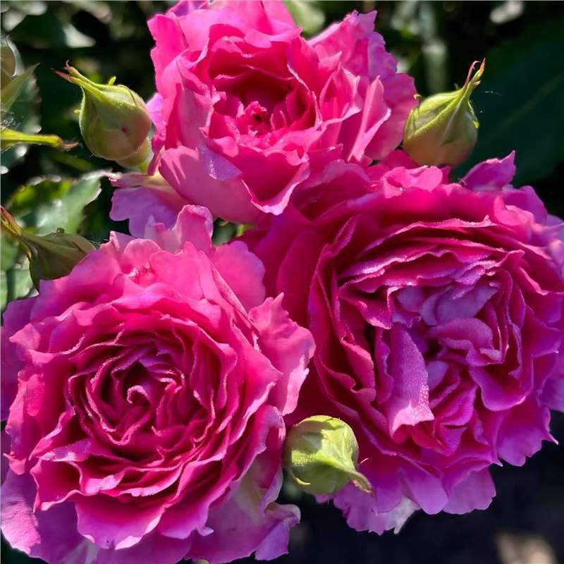 四季咲きのバラの花苗、特大の花つる苗、屋内外のバルコニー鉢植えバラ|undefined