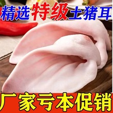 新鲜猪耳朵农家散养现杀土猪5斤猪耳片新鲜冷冻生猪肉带根猪卤菜
