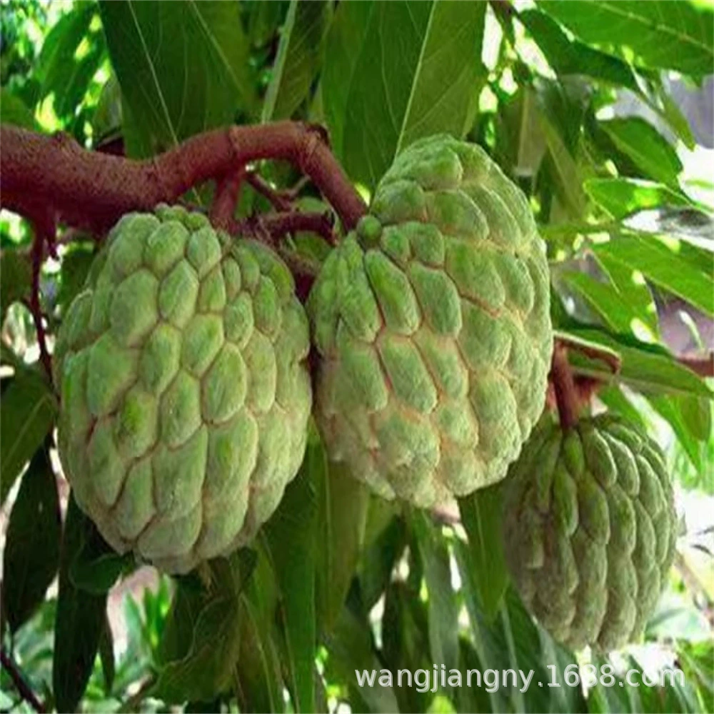 Тайвань Ананас Шакьямуни Фруктовое дерево Рассада Будды Фруктовая аннона Мед Голова Шакьямуни Рассада фруктового дерева Привитая рассада