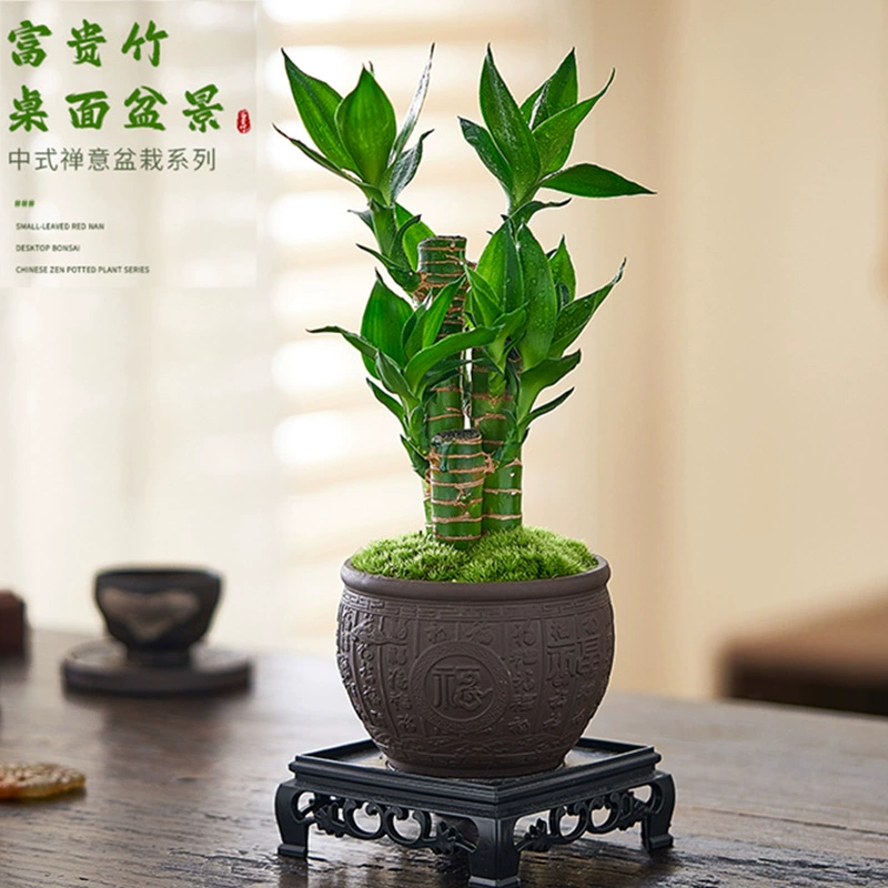 Комнатное бамбуковое растение для процветания, легкое в уходе настольное зеленое растение, цветок процветания пошагово,文昌竹, комнатное растение в горшке, привлекающее удачу.