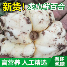 现挖鲜百合新鲜食用百合功效百合天无硫微苦种球非兰州宜兴【
