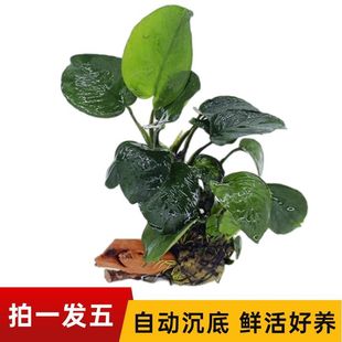 �~��ˮ�����쾰ˮ�ų�ľ���wˮ�ݵ�ˮ�o��ֲ��󾰌m͢��ˮ�ݾG��