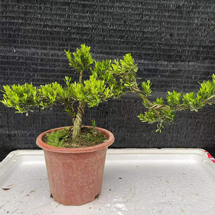 ����ֱ�N�����S�� ������ľ����ֲ���辰 �̨�^�p����