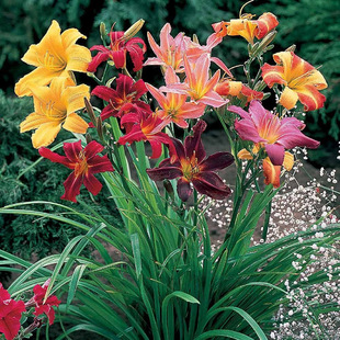 Courtyard Greening Seedlings, Green Plant Potted Plants, Large-Flowered Daylilies, Forget-Me-Nots, Cold-Resistant Florals, Golden Doll Daylily Seedlings, Daylily Seedlings