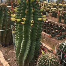 �����_�������� ��������h��ɳ��ֲ����ľ���� �����쾰ɳ��ֲ��