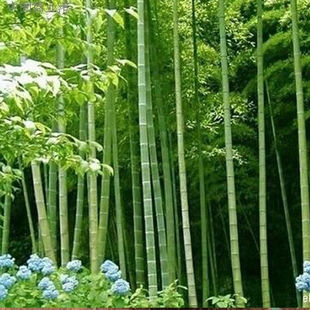 ���Ә��������������҃�������ë�����ͥԺ�@�ֵ����ļ�����