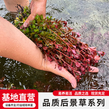 前后景水草红绿宫廷红羽毛大水兰紫丁香鱼缸造景活体增氧水草批发