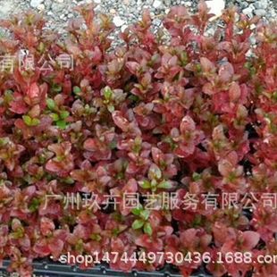Red Grass Foliage Plants Foliage Ground Cover Seedlings Courtyard Park Landscape Foliage Green Plants