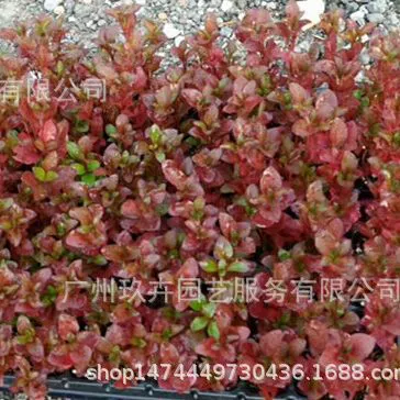 Красная трава декоративное растение листва рассады сад пейзаж листва зеленое растение