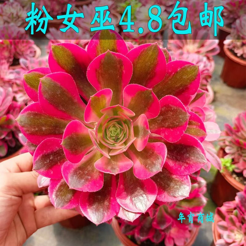 多肉植物法师粉女巫美杜莎红覆轮万圣节黑法师缀化大颗手捧花老桩