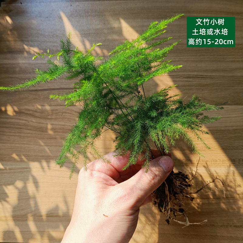 육상 또는 수경재배 - 아스파라거스 아스파라거스