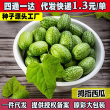 拇指大西瓜种子迷你水果庭院小西瓜种籽四季播种盆栽阳台蔬菜种孑