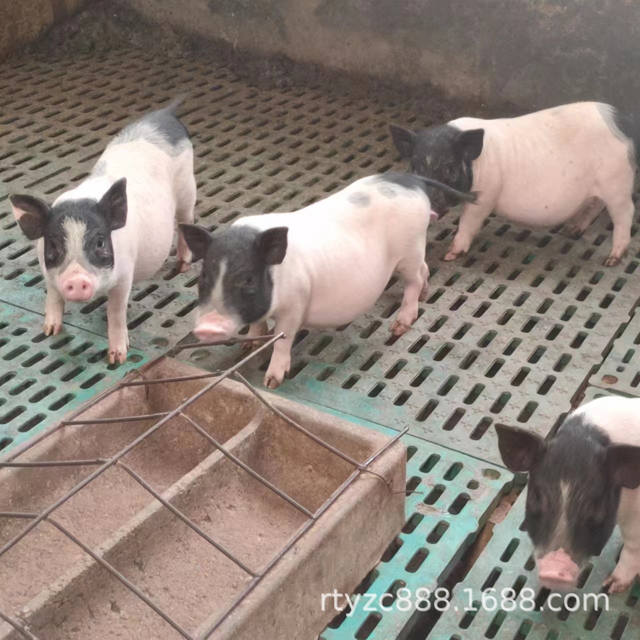 出售纯种巴马香活体散养巴马香猪后背母猪苗宠物迷你小香猪租赁