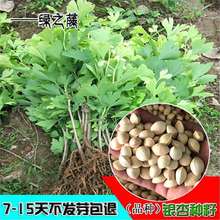 yӷN ²yӘN | ׹N  G waռ