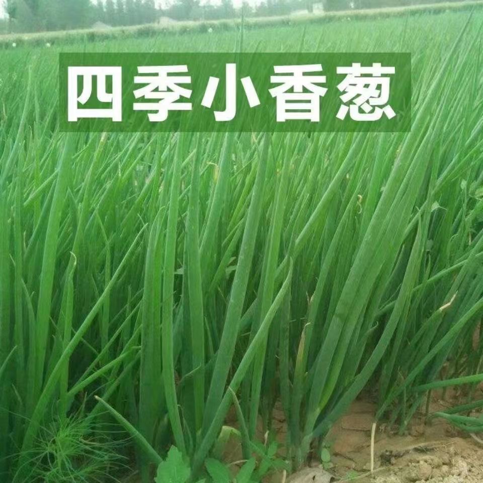 四季小香葱种子 阳台盆栽易种植蔬菜种子小香葱种子