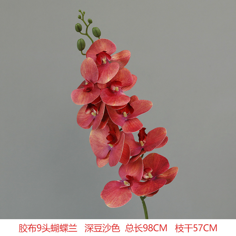 9 헤드 필름 Phalaenopsis 깊은 콩 페이스트 색상