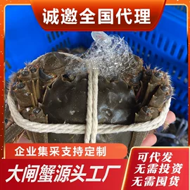 大闸蟹
