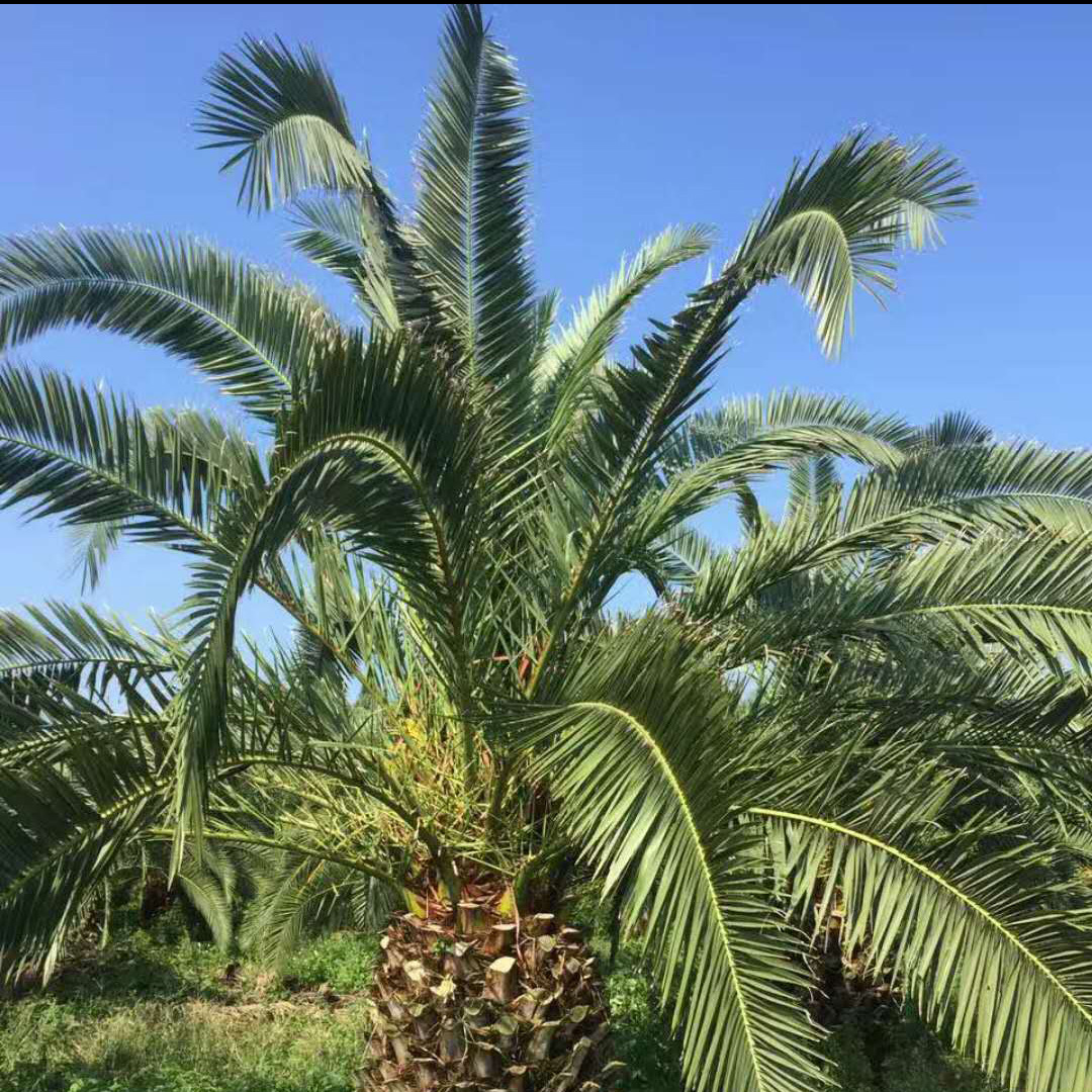 原产种植基地加拿利海枣行绿化工程茂盈景观绿植植物种植海枣批发-阿里巴巴