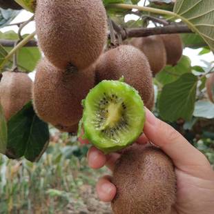 Kiwi Fruit Seeds, Forest Seeds, Domestic Bulk Four-Season Perennial Fruit Trees, Landscape Greening Projects, Foliage Species