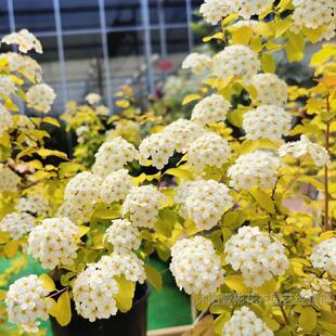 �S����Ȫ�������Բ��~���������~�����ջ����̨ͥԺ�����ͺ���ľ