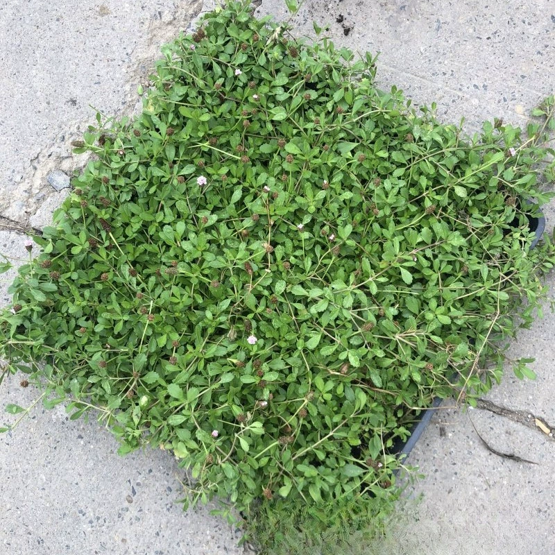 Оптовая продажа напрямую с питомника: рассада травы Jiyan grass garden crystal grass square обладает сухостойкими и износостойкими свойствами, может вырасти как газон.