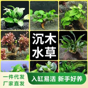 Fish Tank Landscaping Moss Sunken Wood Water Banyan Live Soilless Plant Lazy Real Water Grass Big Leaf Banyan Sunken Wood Pasture Straight Hair