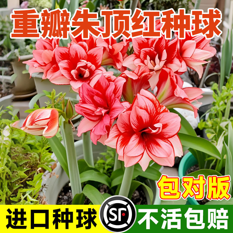 Amaryllis Double-Petaled Extra-Large Bulbs for Potted and Ground Planting, Suitable for Indoor and Outdoor Balcony Flowers and Green Plants Amaryllis Double-Petaled Extra-Large Bulbs for Potted and Ground Planting, Suitable for Indoor and Outdoor Balcony Flowers and Green Plants