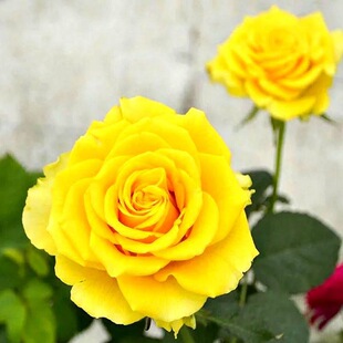 һ�����l���Sؐ�������҃���ͥԺ�̨���Ի����^��ֲ���ļ�