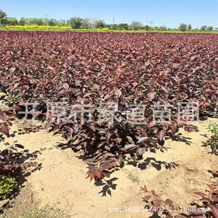 �������ԅ����t�~��G�h�������I�B����֦�t�~��С��t�~����