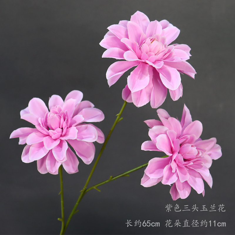 Magnolia púrpura de tres cabezas