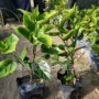 重瓣量大黄花扶桑