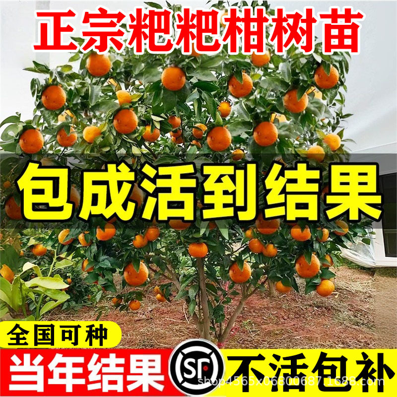 正宗四川耙耙柑树苗嫁接果树粑粑柑沃柑丑橘南北方种植耐寒水果苗