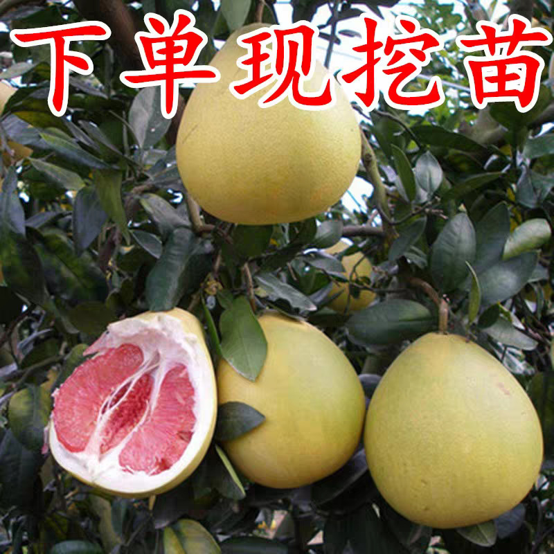 柚子树苗红心蜜柚三红蜜柚南北方种植盆栽地栽果树苗当年结果带土