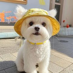 犬の帽子、耳が露出したかわいい猫の夏の日よけ帽子、サンハット、テディビション、コーギー日よけ漁師の帽子
