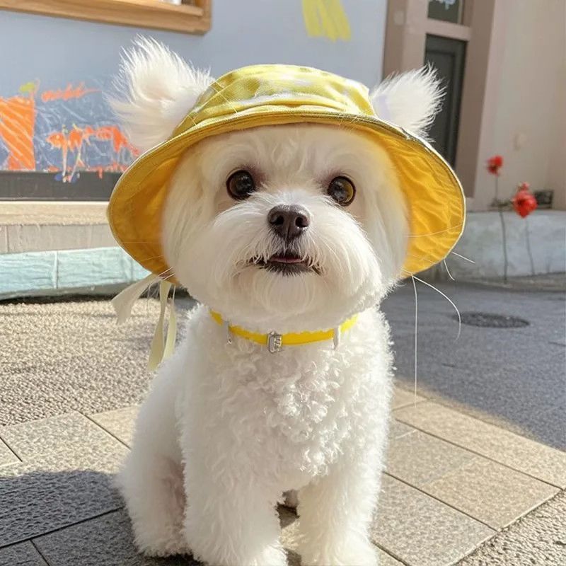 犬の帽子、耳が露出したかわいい猫の夏の日よけ帽子、サンハット、テディビション、コーギー日よけ漁師の帽子|undefined