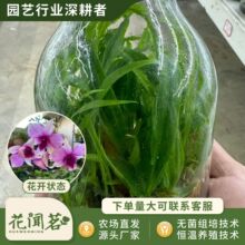 ��ʯ��4037�����DС��ƿ���׳ɻ�M��С���҃������Ի�������r��