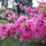 基地碧桃菊花树苗
