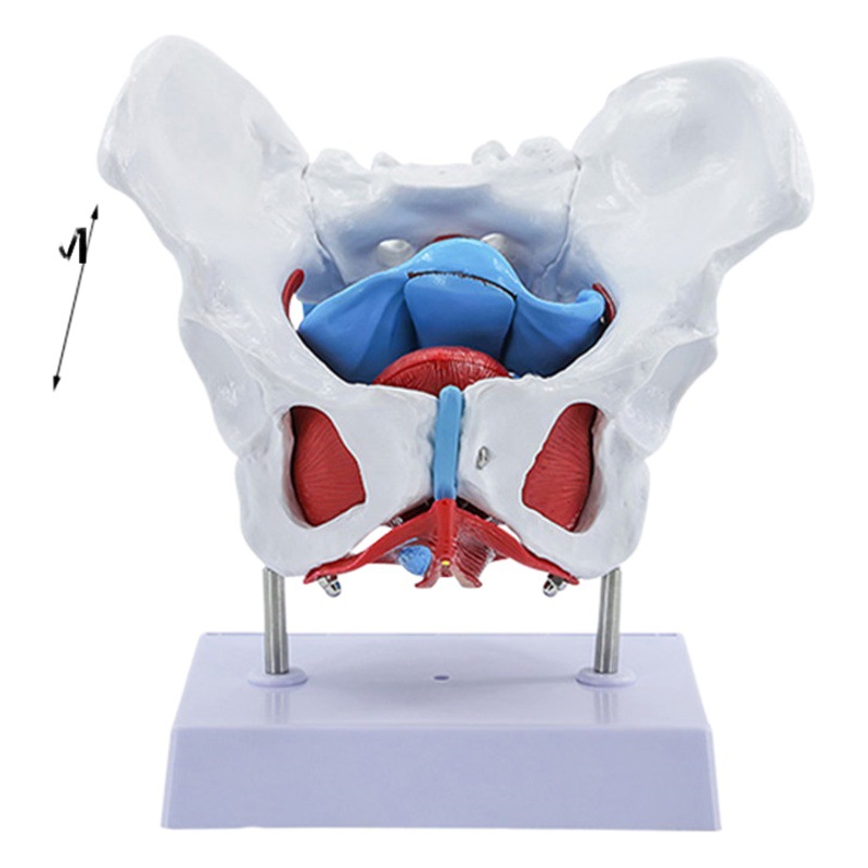 Modelo pélvico femenino y modelo del músculo del piso pélvico modelo del útero entrega pélvica del hueso modelo de enseñanza de la entrega Obstetricia y Ginecología