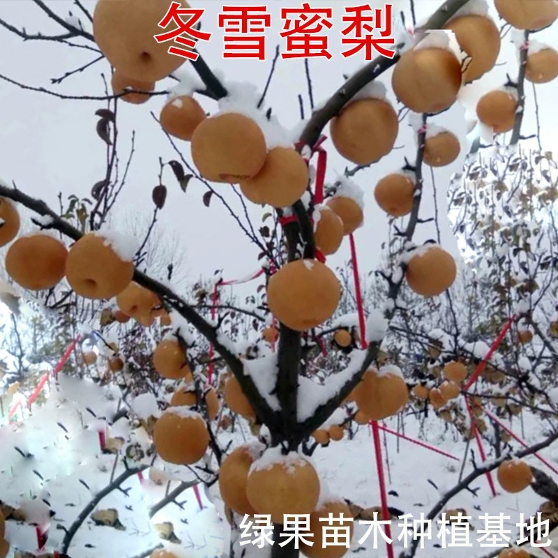 Специальные груши для хранения, сиднейские саженцы, свежие груши, привитые зимой, зимние саженцы груш, крупные плоды, хрустящие и сладкие, сочные.