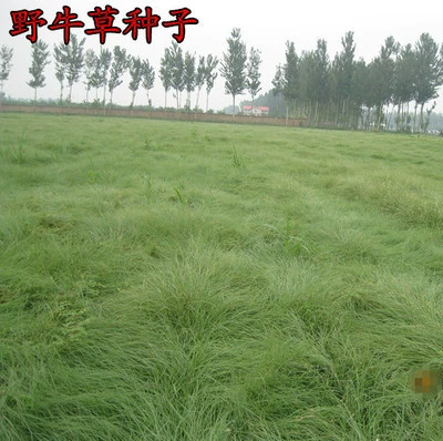 Оптовая Продажа Высококачественные Семена Газона Семена Зубров Трава Устойчивы к болезням и насекомым Легкая посадка Износостойкий Устойчивый к прыщам Соленый Щелочной Устойчив