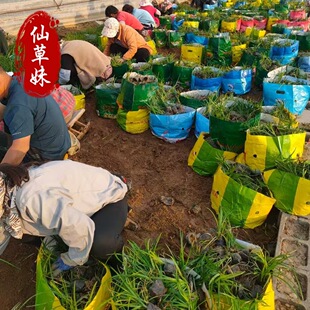 Orchid Panax Notoginseng Market Price Perennial Flower Base Variety Multi-Year Orchid Panax Notoginseng Nutrition Bowl Greening Seedlings